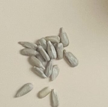 Organic sunflower seeds